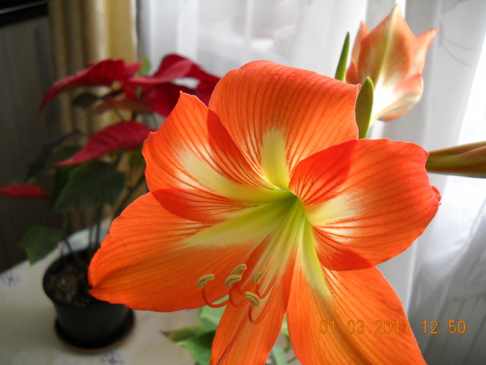 DSCN0226 - amaryllis