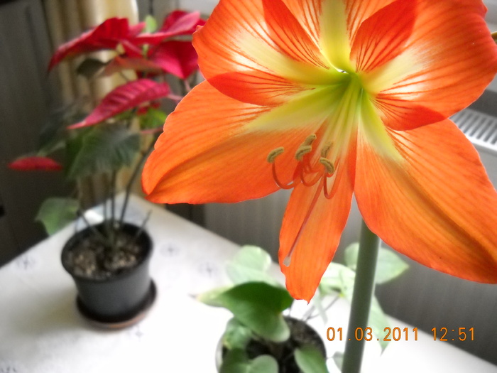 DSCN0227 - amaryllis