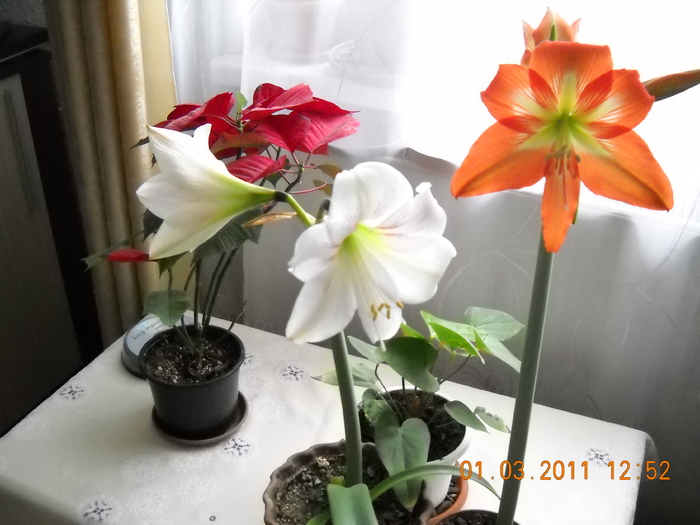 DSCN0230 - amaryllis