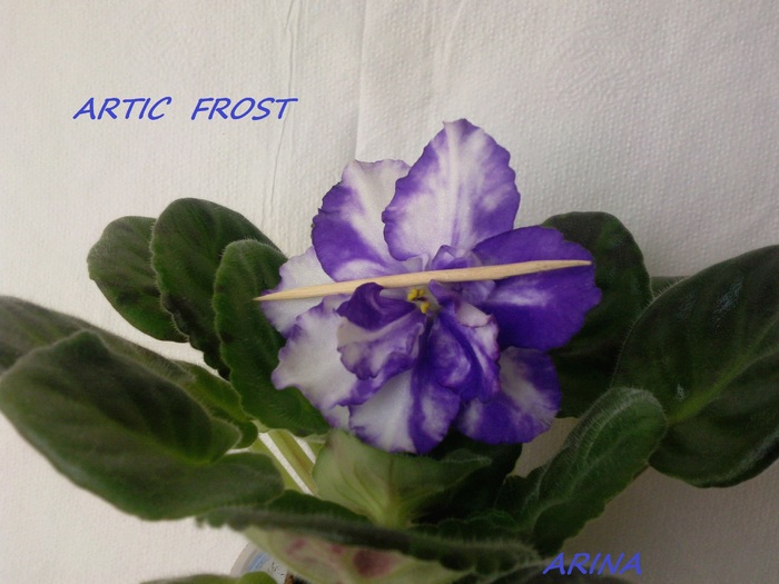 Photo5017 - ARTIC FROST