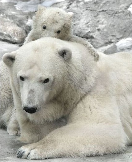 polarr - animale 2202