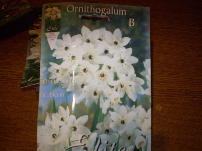 ornithogalum; ornithogalum
