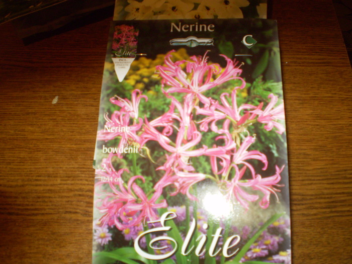 nerine; nerine
