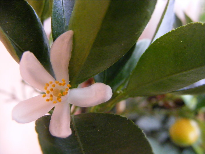 calamondin - Plantele mele