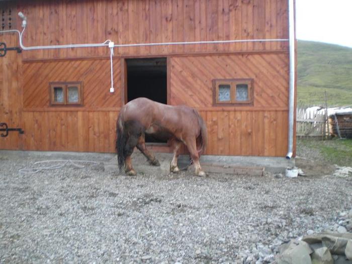 PA240079 - manzu meu de vanzare