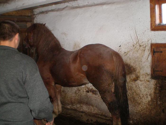 PA240080 - manzu meu de vanzare