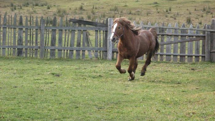 Picture 008 (1) - manzu meu de vanzare