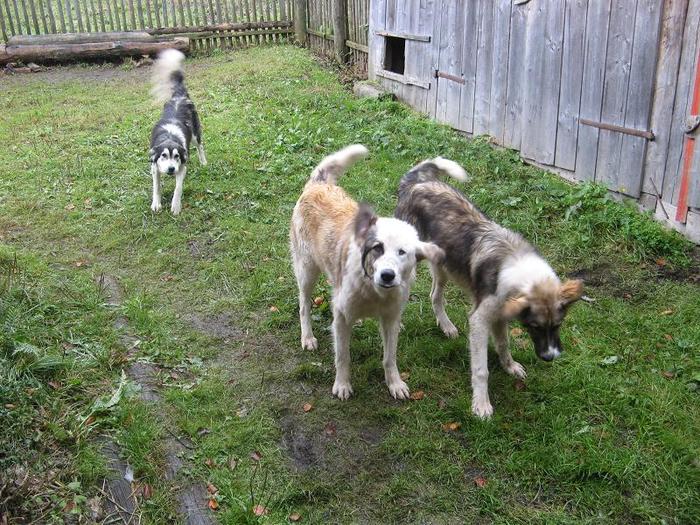 Picture 005 - caini mei