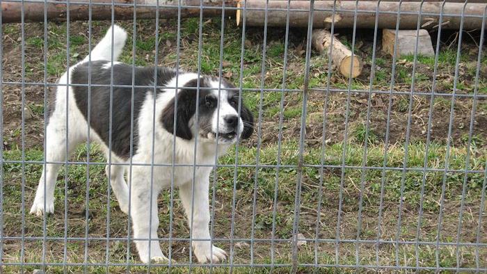 Picture 068 - caini mei