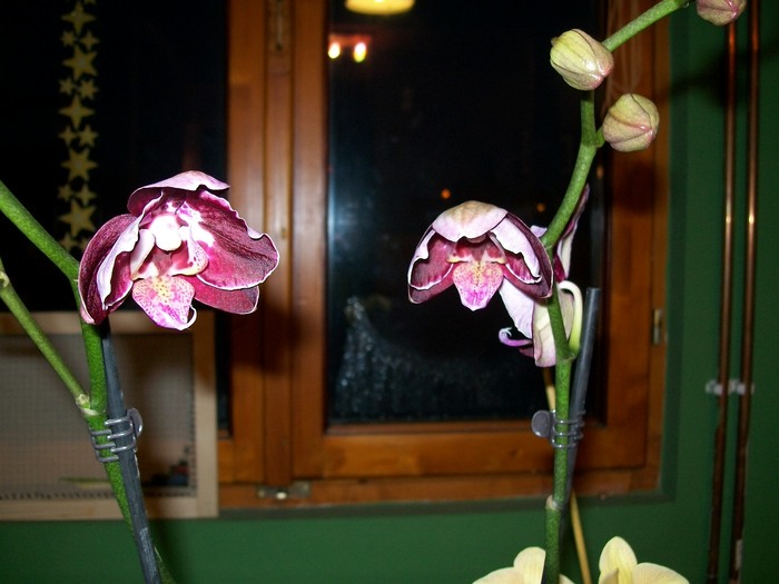 01.03.2011 024 - orhidee 2011