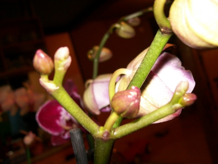 01.03.2011 025 - orhidee 2011