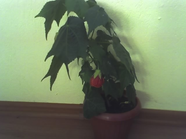 abu - abutilon