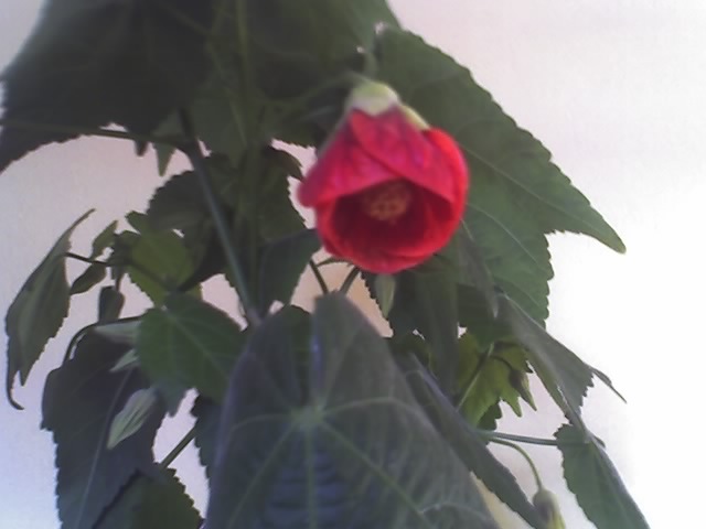 abut - abutilon