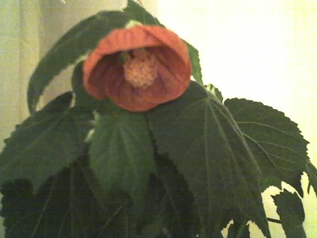 abutilon