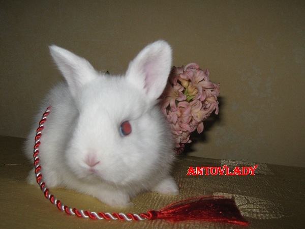 LA MULTI ANI ITI VOI URA!!!!!!!!!!; CAP DE LEU MASCUL
