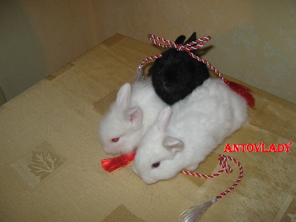 DE 1 MARTIE INCERCAM SA....; CAP DE LEU SI HERMELIN
