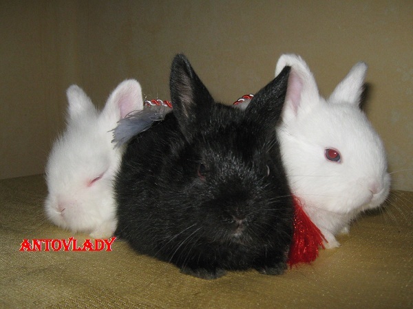 ZICI CA NE IUBESTI!!!!!!!; CAP DE LEU SI HERMELIN
