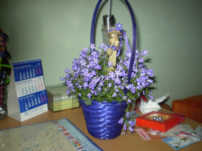 campanula; martisor de la nepotica mea
