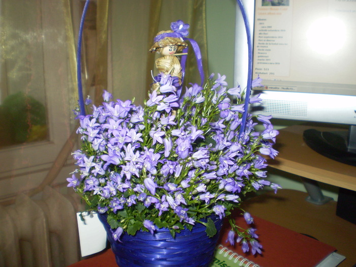 campanula; martisor de la nepotica mea
