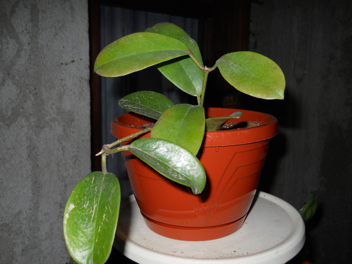 australis ssp. tenuipes - HOYA-2011