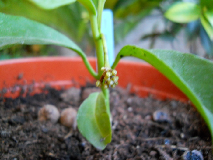 multiflora crytoceras - HOYA-2011