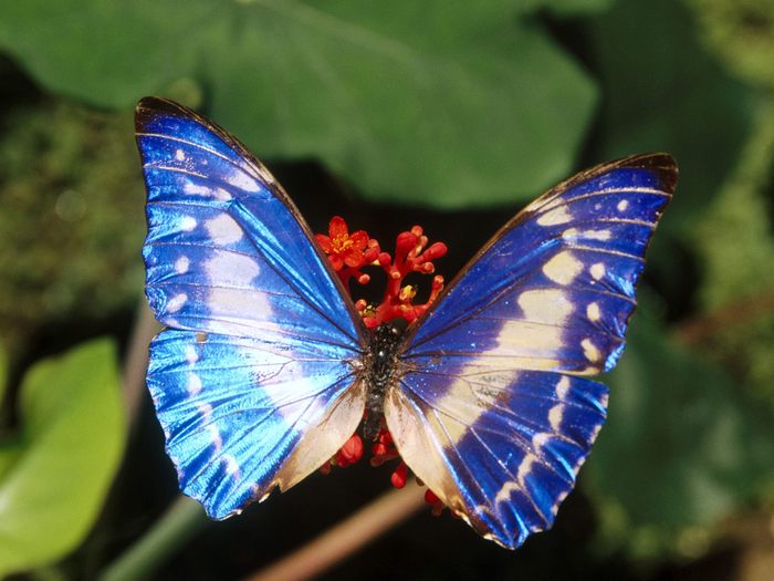 morpho_brilliant - fluturi