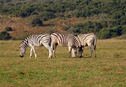 zebre - animale 2202
