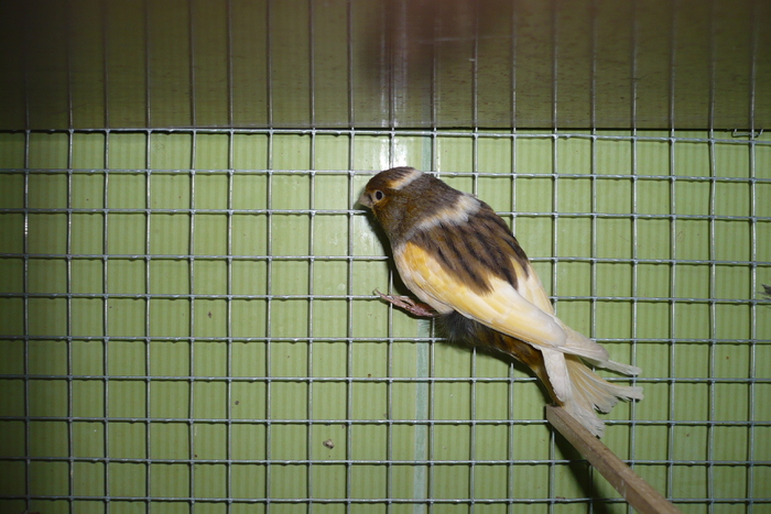 P1120609 - CANARI PERECHI 2011