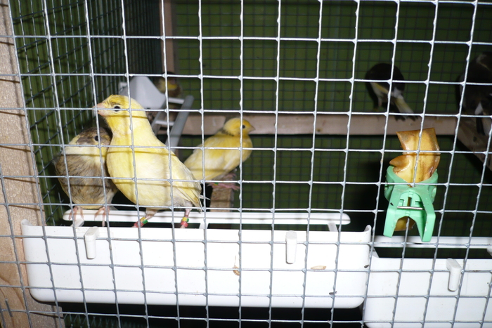 P1120678 - CANARI PUI 2011