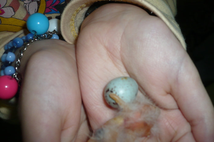 P1120686 - CANARI PUI 2011