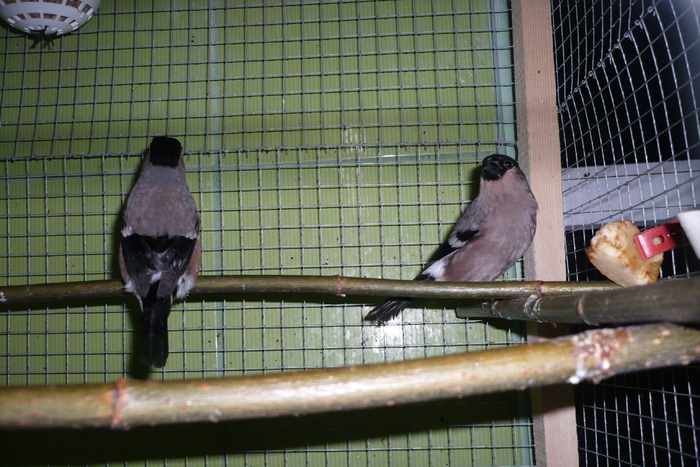 P1120672 - MUGURARI 2011