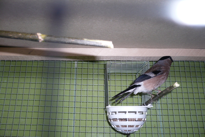 P1120673 - MUGURARI 2011