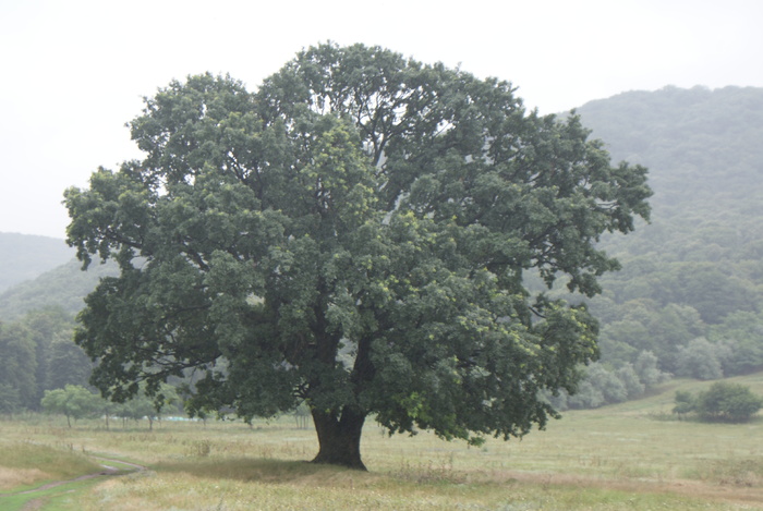 DSC02384; Stejarul
