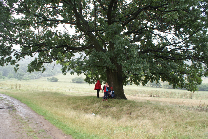 DSC02398; Stejaru nostru
