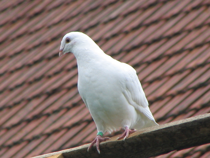 IMG_7490 - Voiajori ALBI pentru Nunti BRASOV