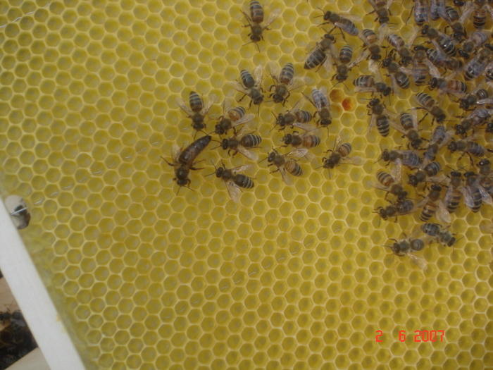 Picture 162; Matca cu suita
