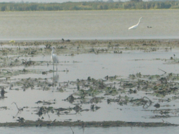 P1010720 - poze cu mine in delta