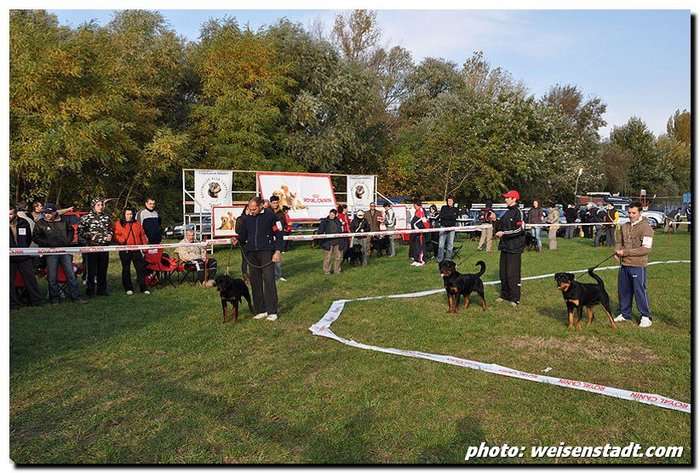 rkc arad - rottweiler canisa adamsrott