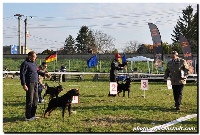 arad expo club 2010 - rottweiler canisa adamsrott
