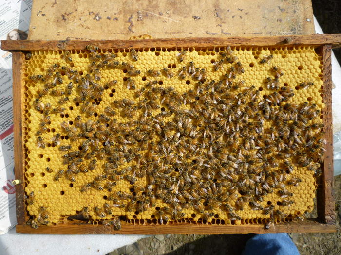 P1010418 - Albine si pentru albine