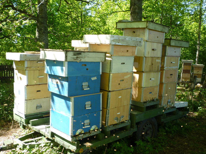P1010429 - Albine si pentru albine