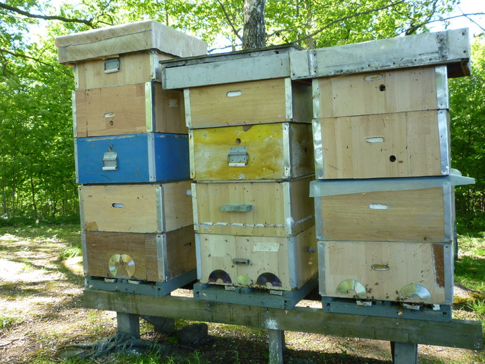 P1010432 - Albine si pentru albine
