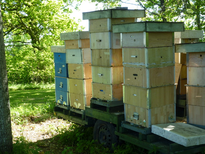 P1010434 - Albine si pentru albine