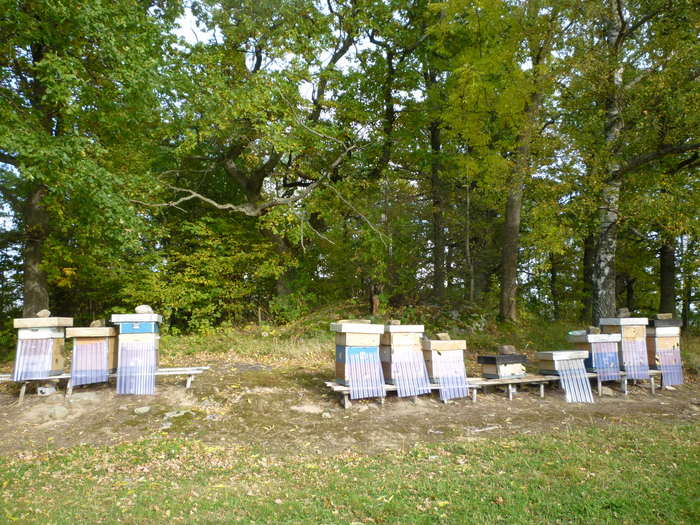 P1010711 - Albine si pentru albine