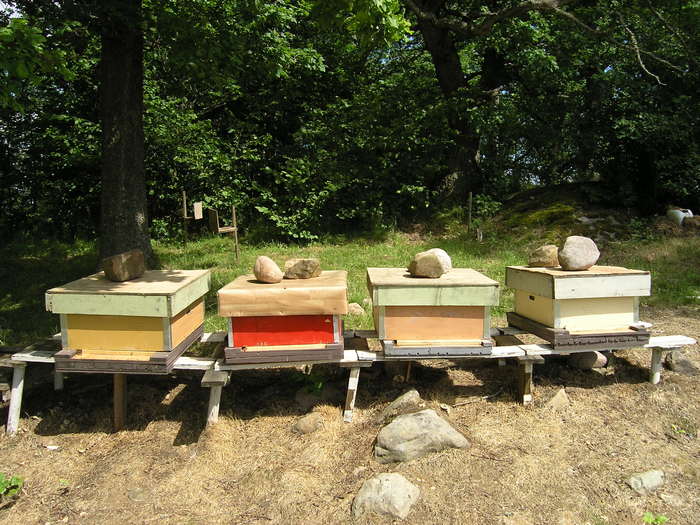 P6240011 - Albine si pentru albine