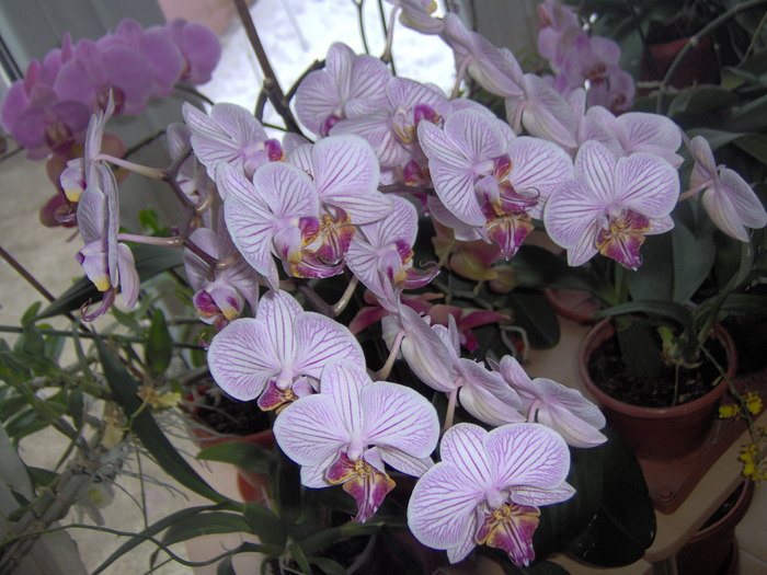 01.03.2011 003 - orhidee martie 2011