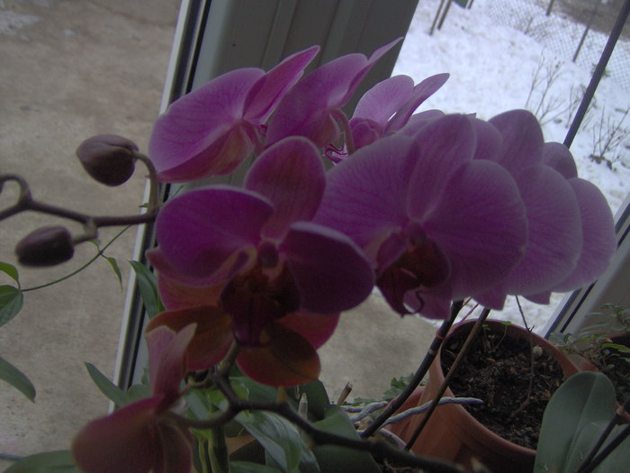 01.03.2011 004 - orhidee martie 2011