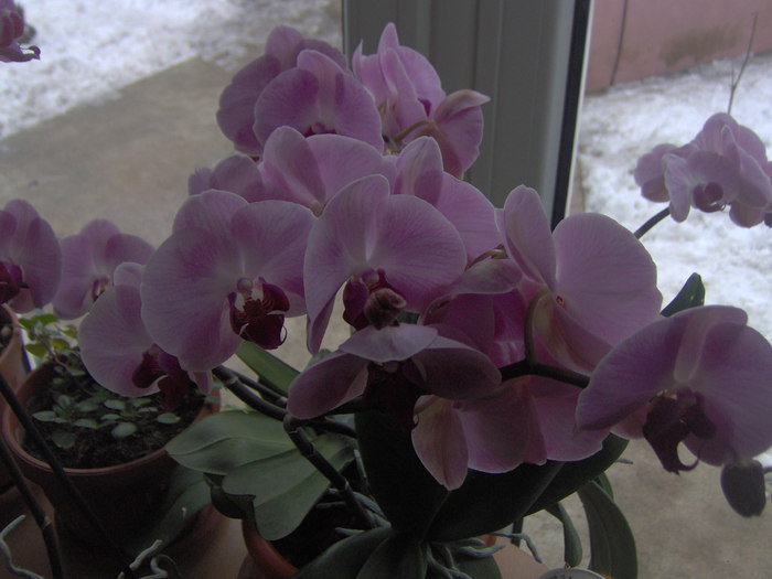 01.03.2011 007 - orhidee martie 2011