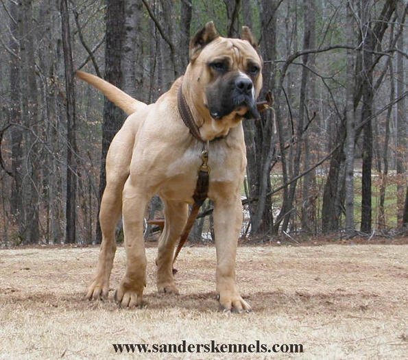 02-19-05-060-presa-canario - Spliff