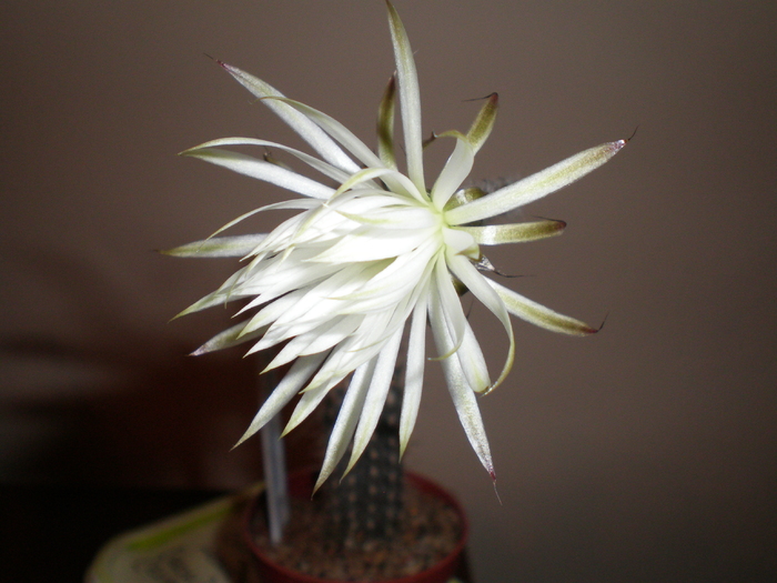 Setiechinopsis mirabilis - cactusi 2008